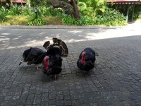 Walking through Hotel Grounds